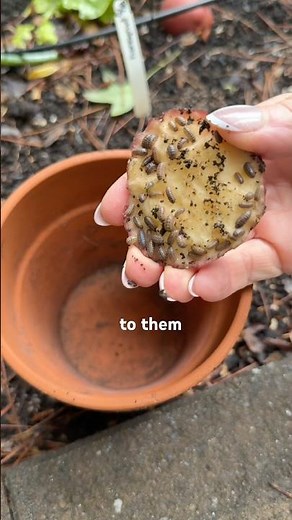 Controlling pill bugs #gardening #garden ￼