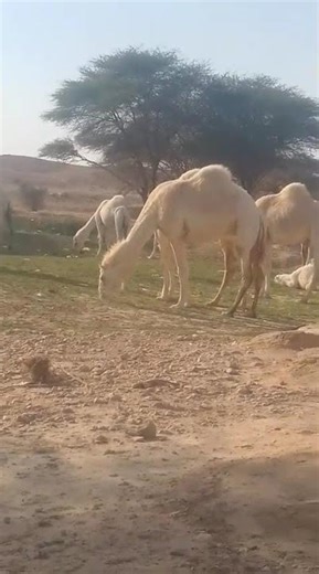 Camel Enjoying the Beautiful Evening in the Desert | Peaceful Sunset Moments