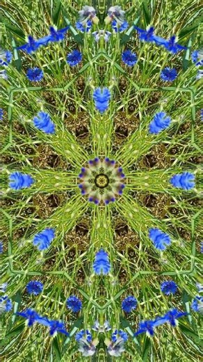 This Summer Meadow Feels Unreal 🌿 #shorts #flowers #naturekaleidoscope