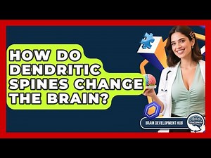 How Do Dendritic Spines Change The Brain? - Brain Development Hub