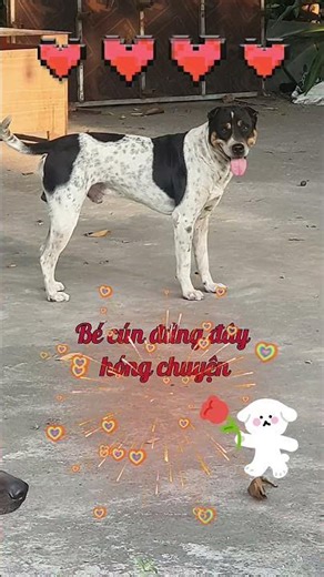 DOG Eavesdropping on Neighbor's Gossip #TuVanHappyCooking #pets #dog #animals