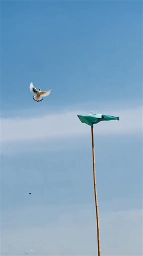 Patti wale kabutar training low flying pigeon