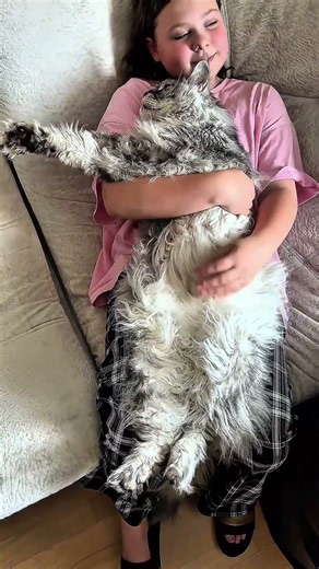 My fluffy giant 🤍 The incredible size of a Maine Coon🤭