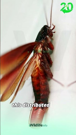 Hidden Wonders: The Unusual Brain Location of a Cockroach