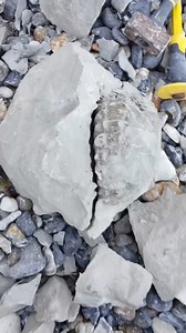 Black ammonites are the best🤪🥰 #science #dinosaur #museum #minerals #cotedopale #ammonite #rocks #ancient #capblancnez #Paleontology | Fossiles de cap blanc nez