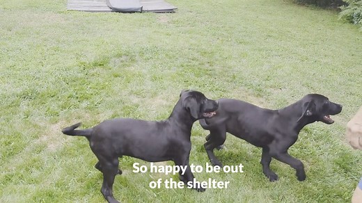 The puppies are SAFE and their future looks bright thanks to a transporter and foster who stepped up to save their lives. They are the lucky ones... Harry and Hermione are ready for adoption. if you would like to foster to adopt one or both, please go to www.atlantalabrescue.com to fill out an application. We have several other lab puppies available on the website as well. Check out Birdie and Bogey, who are housetrained and crate trained, and our young ones Iris, Clio, Demi, Titian and Apollo,