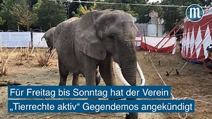 Drei Tage wollen Tierschützer gegen den Circus Afrika in Regensburg demonstrieren, weil dort Wildtiere auftreten. Den Premierenbesuchern hat die Vorstellung am Donnerstag (1. August) dagegen gut gefallen. | Mittelbayerische Video