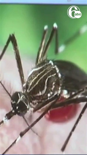 Researchers say scratching bug bites actually makes them worse