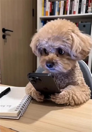 Puppy pretending doing homework #cellphoneaddiction #puppy #dog #funnyshorts #cute #homework