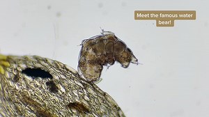 I found this water bear after rehydrating some small pieces of moss I picked from my patio. After hydrating the moss in rain water for 1-2 days, these little animals became active. This tardigrade is observed crawling on my coverslip! #microscope #microscopy #microtok #biology #microbiology #nature #science #microcosmos #microorganisms #tardigrade #waterbear #animals #education #fyp #bayarea #sanfrancisco