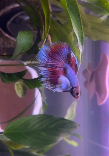 is my fish getting fin rot ?😢 if so how can i fix it #bettatok #fyp #fishtok #bettafish #fishtank