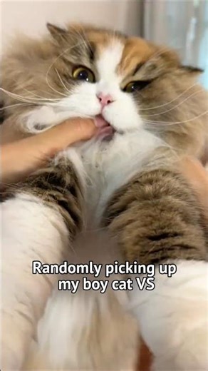 Why is she so spicy?🧊vs🌶️#cat #funnycats #catsofyoutube #huhustudios