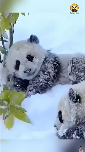 Baby panda plays happily in the snow아기 판다가 눈밭에서 신나게 놀아요 #둥이 #funny #cute #animals #nature