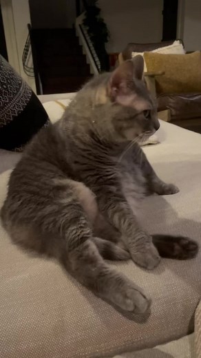 Stunning and Terrified: Cat's Reaction Caught on Camera