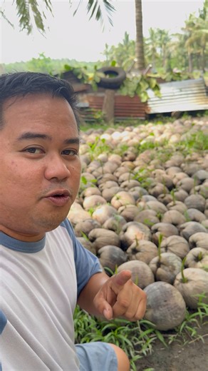 Catigan Green Dwarf is a dwarf coconut variety from the Philippines, known for its high-quality fruit and manageable height, making it ideal for small farms and backyard planting. Here are its main characteristics: • 🌴 Type: Dwarf coconut variety (self-pollinating) • 📏 Height: Shorter than tall varieties; easy to harvest • 🥥 Fruit color: Green when mature • 🥛 Coconut water: Sweet and aromatic • 🌰 Copra yield: Moderate, but suitable for both fresh buko and copra use • 🌿 Bearing age: Starts