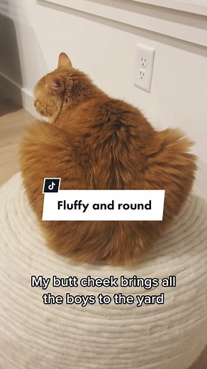 Fluffy and Round Cat Butt Cheeks