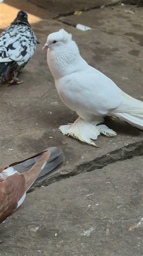 Lotan Pigeon 😍 Fancy Kabootar 🕊 #whatsappstatus #shorts