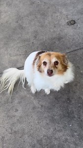 3.9K views · 91 reactions | Our beautiful Molly is up for adoption! Please read about her story here: https://www.hunteranimalrescue.com.au/adopt/molly/  | Hunter Animal Rescue | Facebook