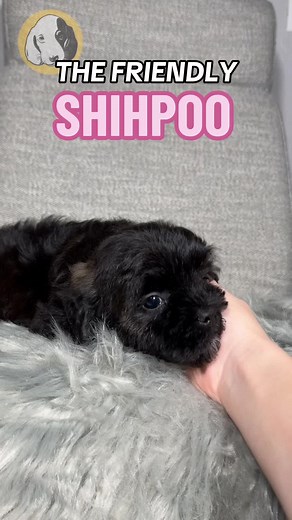 Shihpoo: The Perfect Blend of Playful & Loyal