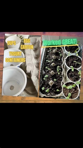 Worked great! Egg cartons, yogurt containers and cups #shorts #garden #seedstarting #spring