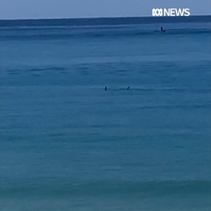 This mobile phone vision was captured by a bodyboarder at Port Beach in Fremantle this morning following a shark attack. DETAILS: https://ab.co/3o6UHzZ. The footage captures what appears to be a dorsal fin and was shot by a someone who was told by some teenagers in a dinghy to get out of the water and then climbed on the groin to shoot this video. | ABC Perth