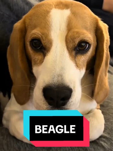 Understanding Life with a Beagle: The Ultimate Guide