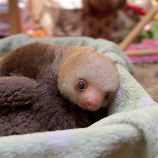 5.2K views · 710 reactions | Jaguar Rescue Center on Reels | Facebook