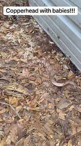 Copperhead and babies #fypシ゚viralシfypシ゚ #thegreatoutdoors #achinforbacon | Achin For Bacon