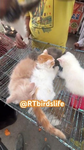 Persian Kittens at Sadar Pets Market #trending #viralvideo #pakistan #birds #animals