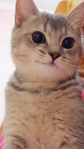 The Cutest Smirking Cat Moments
