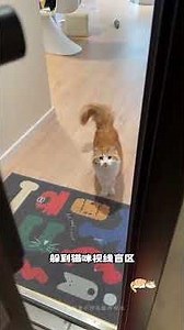 Essential Cat Care Tips for Beginners