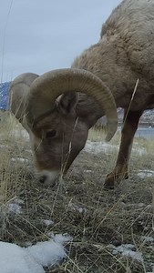 A curious ram bighorn sheep investigates our not so “stealth” ground camera. #photography #wildlife #nature #reels #foryoupageシ #explorepage #ram #bighornsheep #sheep #wildanimals | Good Bull Guided