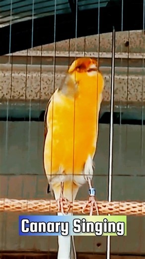 canary Singing Training | Singing Canaries #galerikenariindonesia #birdsinging #canary #kenari3in1