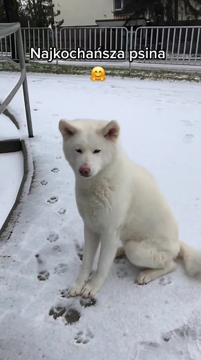 Najkochańsza psina - Przygody z akitą na zakupach bez smyczy
