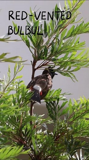 A Bulbul's Sound