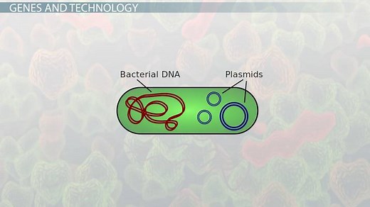 Bacterial Transformation Biology | Overview, Process & Efficiency