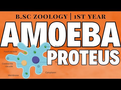 B.Sc Zoology | Amoeba Proteus | Structure | Locomotion |
