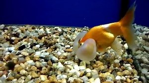 This guy did not play Fish Epic for weeks! Do not make the same mistake! Play Fish Epic and stay EPIC! https://apps.facebook.com/fishepicgame | Fish Epic Community