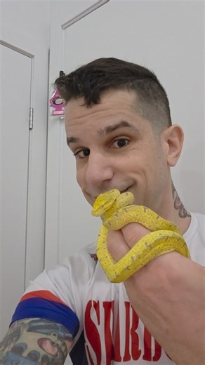 Pierre Fitch on Instagram: "My beautiful Green Tree Python Sorong #greentreepythonsofinstagram #greentreepython #greentreepythonsorong"