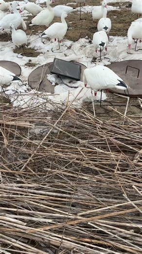 Snow goose season on its WAY! #birdhunting