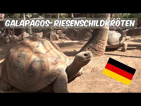 Galapagos-Riesenschildkröten