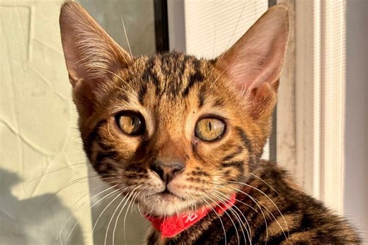 Lily Bengal female, black spotted tabby