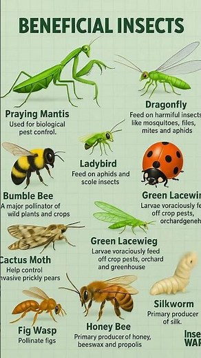Beneficial Insects | Nature’s Tiny Heroes #insects #bug