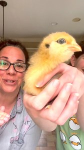77 reactions · 18 comments | Fluffy and Mean. She terrorizes Crème Brûlée… #babychick #cute #fuzzy #fluffy #hens #stephaniecolsen #minihomestead | Stephanie Caracciolo Olsen | Facebook