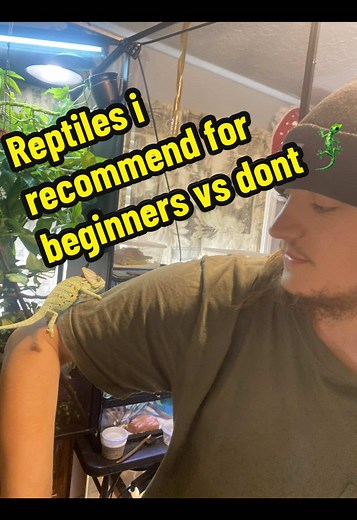 Best Beginner Reptiles: Top Picks and Tips