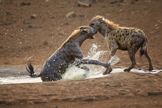 Stand back Big 5 animals: Bring on the Shy 5, the Ugly 5 and the Small 5 of Africa