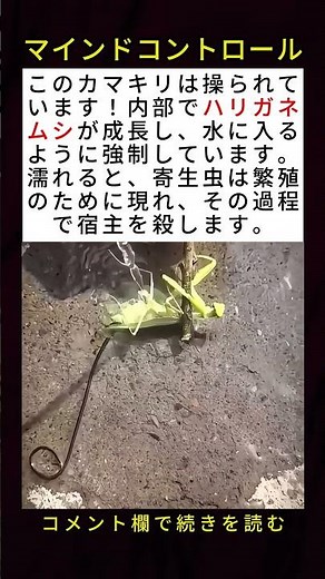 カマキリをゾンビに変え、溺れさせるハリガネムシ！ 🤯🐛💧