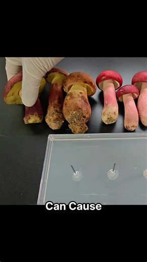 Which Mushroom Does Slime Mold Prefer? | slime mold