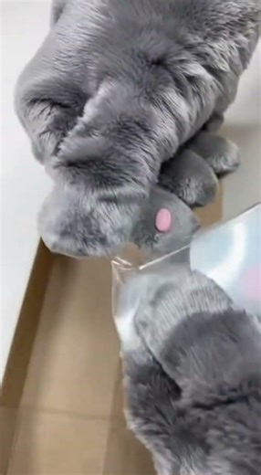 These clear scratch pads… cling back #earthnextdoor #catperson #unboxing