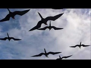 Magnificent Frigatebird, Fregata magnificens